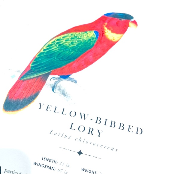 The Aviary by Matt Merritt Press Out Bird Book ISBN 978-1-6842-578-4 - Picture 5 of 8